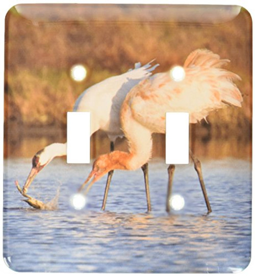 3dRose lsp_146755_2 Whooping Crane Bird, Aransas Refuge, Texas, Usa Us44 Ldi0624 Larry Ditto Double Toggle Switch 3dRose lsp_146755_2 Whooping Crane Bird, Aransas Refuge, Texas, Usa Us44 Ldi0624 Larry Ditto Double Toggle Switch