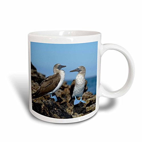 3dRose 207624_2 Ecuador, Galapagos, Isabela Island Blue-Footed Booby Mug 15 oz