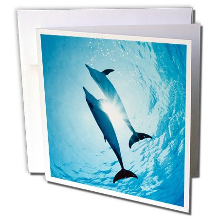 3dRose Greeting Cards, 6 x 6 Inches, Pack of 6, Pair of Dolphins (gc_206164_1)