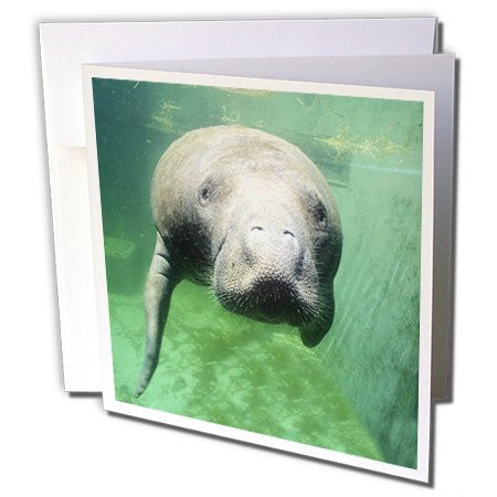 3dRose USA, Florida, Key West, Manatee - US10 GJO0382 - Greg Johnston - Greeting Cards, 6 x 6 inches, set of 6 (gc_89158_1)