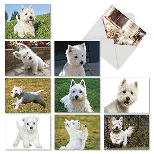 Wonderful Westies - 10 Boxed All Occasion Note Cards with Envelopes 4 x 5.12 inch - Assorted Blank Greeting Cards - White Terrier Breed Dog, Puppy, Animal Notecard Stationery AM6324OCB-B1x10