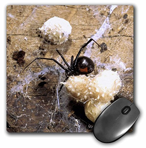 3dRose LLC 8 x 8 x 0.25 Inches Mouse Pad, Madagascar, Malagasy Black Widow Spider, Egg Sacs-Af24 Pox0029 - Pete Oxford (mp_75203_1)