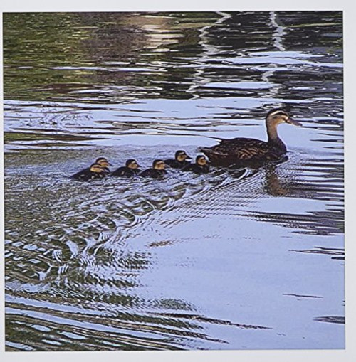 3dRose Mama Duck - Greeting Cards, 6 x 6 inches, set of 12 (gc_7865_2)
