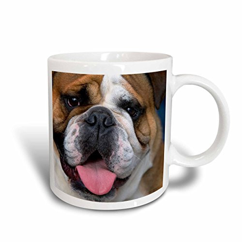 3dRose An English Bulldog in Belgium EU04 DFR0027 David R. Frazier Ceramic Mug, 15-Ounce 3dRose An English Bulldog in Belgium EU04 DFR0027 David R. Frazier Ceramic Mug, 15-Ounce