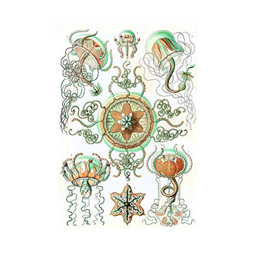 Wee Blue Coo 26TH Plate Ernst Haeckel KUNSTFORMEN Natur TRACHOMEDUS Art Print B12X4272