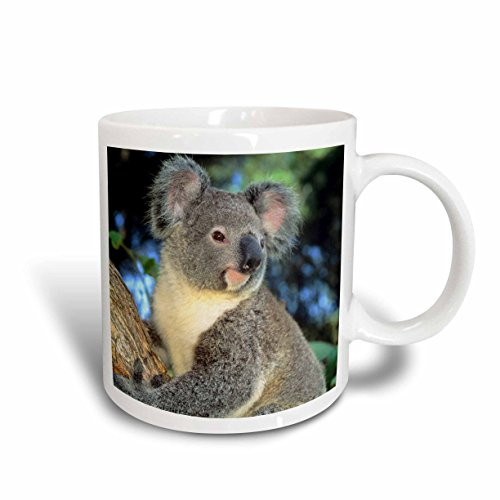 3dRose mug_85322_2 Koala Bear, Australia, Eucalyptus Tree Sa01 Ksc0000 Kevin Schafer Ceramic Mug, 15-Ounce
