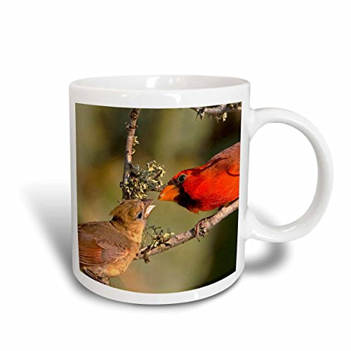 3dRose Texas, Rio Grande Valley, Northern Cardinal Birds - Jaynes Gallery, Ceramic Mug, 15-Oz