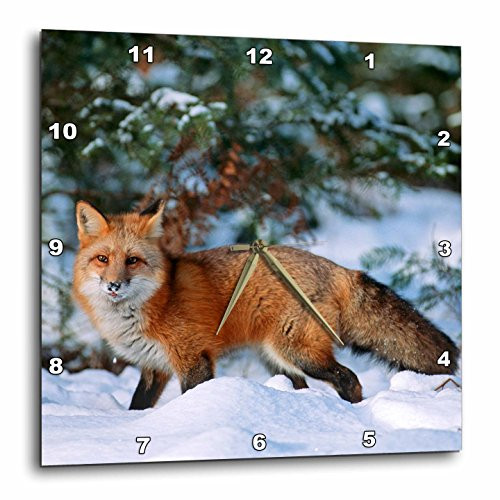 3D Rose Captive Fox Walking in Snow in Winter-Montana Wall Clock, 15" x 15", Red