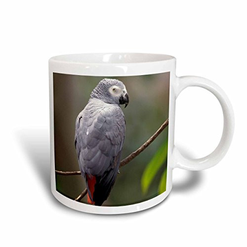 3dRose African Gray Parrot, Tropical Bird NA02 AJE0248 Adam Jones Ceramic Mug, 15-Ounce 3dRose African Gray Parrot, Tropical Bird NA02 AJE0248 Adam Jones Ceramic Mug, 15-Ounce