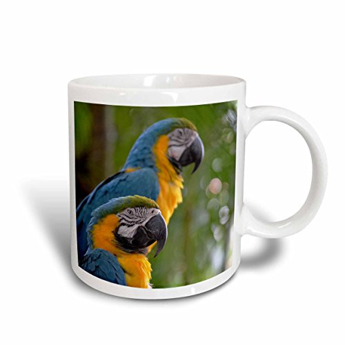 3dRose mug_178624_2 Two Macaw Front Focused C Bird Ceramic Mug, 15-Ounce