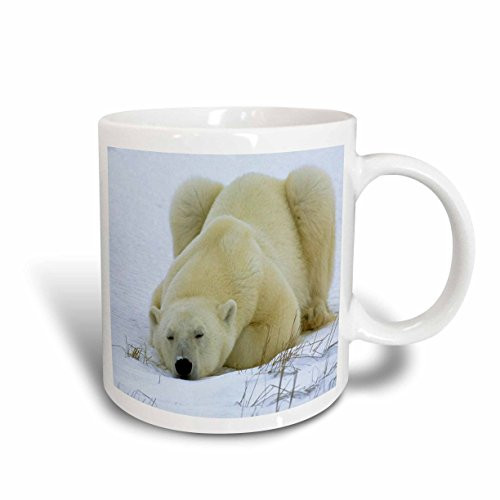 3dRose Polar Bear Nap Ceramic Mug, 15-Ounce