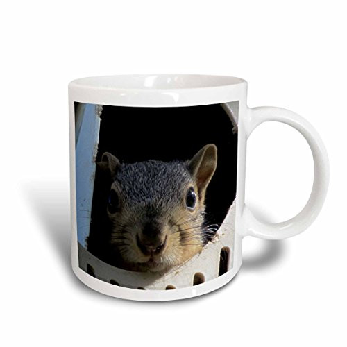 3dRose Baby Squirrel in a Martin Bird House Ceramic Mug, 15-Ounce