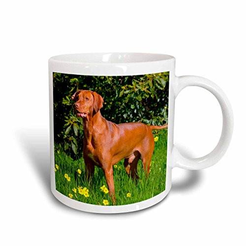 3dRose 208063_2 Vizsla Thinking Of Lizards Mug, 15 oz, White