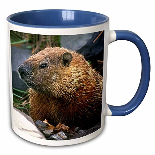 3dRose 690_6 Groundhog Mug, 11 oz