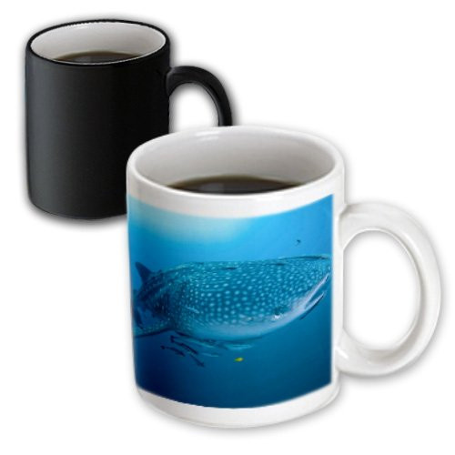 3dRose 188482_3 Indonesia Papua Cenderawasih Bay Whale Shark And Remoras Magic Transforming Mug, 11 oz