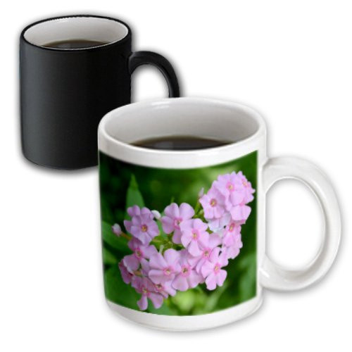 3dRose Phlox Flowers Pink Flowers Magic Transforming Mug, 11-Ounce