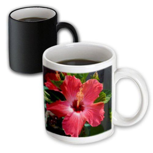 3dRose 22381_3 June Morning Red Hibiscus Flower-Magic Transforming Mug 11-Ounce Multicolored