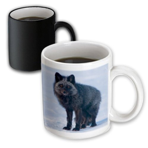 3dRose 191988_3 Usa Alaska Arctic Nwr Red Fox Adult Searching For Food Magic Transforming Mug 11 oz