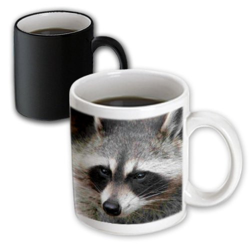 3dRose Raccoon Magic Transforming Mug, 11-Ounce