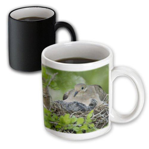 3dRose 84307_3 Mourning Dove, Bird, Rio Grande Valley, Texas-Na02 Rnu0193-Rolf Nussbaum Magic Transforming Mug, 11 oz, Black/White 3dRose 84307_3 Mourning Dove, Bird, Rio Grande Valley, Texas-Na02 Rnu0193-Rolf Nussbaum Magic Transforming Mug, 11 oz, Black/White