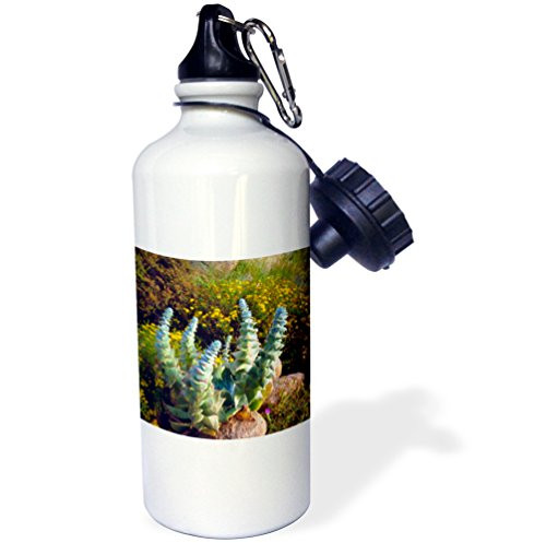 3dRose USA, California, San Diego, Succulent. -Sports Water Bottle, 21oz (wb_207067_1), 21 oz, Multicolor