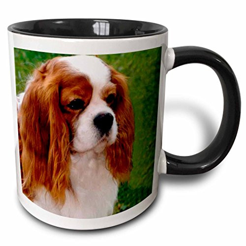 3dRose 980_4 Cavalier King Charles Spaniels Ceramic Mug 11oz Black/White