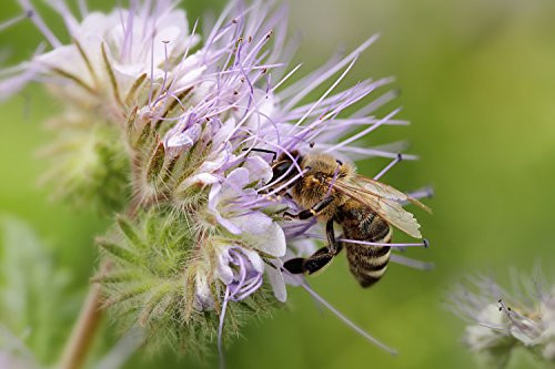 Nature's Seed Southwest Desert Honey Bee Pasture Blend, 1000 sq. ft.