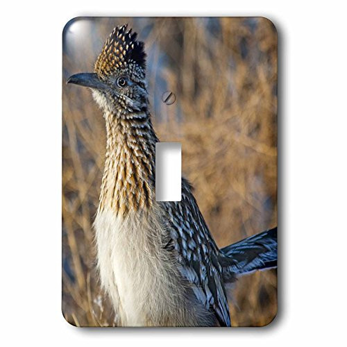 3dRose lsp_92596_1 Roadrunner Bird, Bosque Del Apache Nwr, New Mexico Us32 Cha0044 Chuck Haney Single Toggle Switch