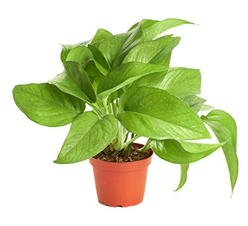 Shop Succulents | Pothus, Naturally Air Purifying, Easy Care, Live Indoor House Plant in 4" Grow Pot, 4" Grower, Pothos Devil's Ivy