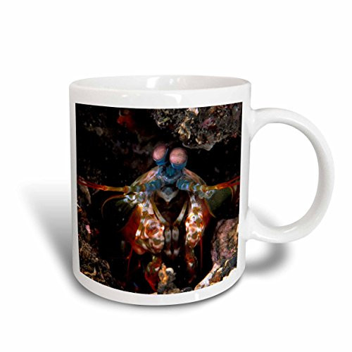 3dRose Indonesia. Green Mantis Shrimp, Crustacean - Michele Westmorland, Ceramic Mug, 15-Oz