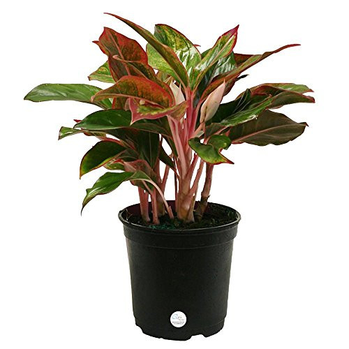 Costa Farms Siam Aglaonema Chinese Evergreen Live Indoor Tabletop Plant in 6-Inch Grower Pot