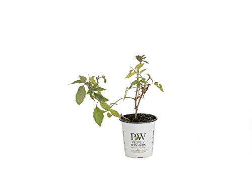 Instant Karma Elderberry (Sambucus) Live Shrub, White Flowers and Variegated Foliage, 4.5 in. Quart