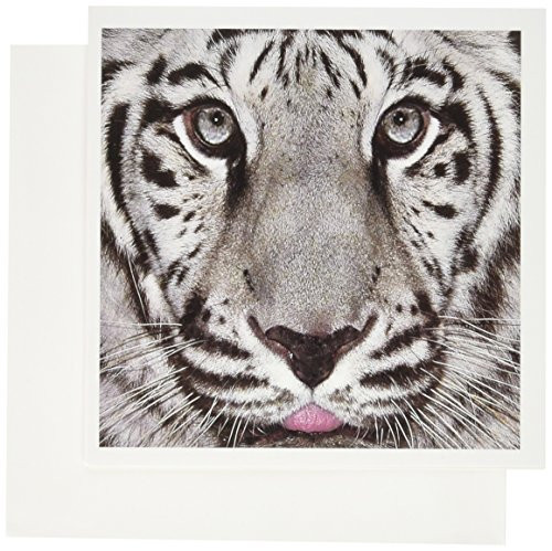 3dRose White Tiger with a Little Tonque - Greeting Cards, 6 x 6 inches, set of 6 (gc_62816_1)