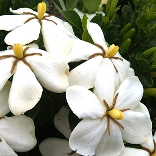 Plants by Mail 2.5 Qt Hardy Daisy Gardenia, White Fragrant Blooms