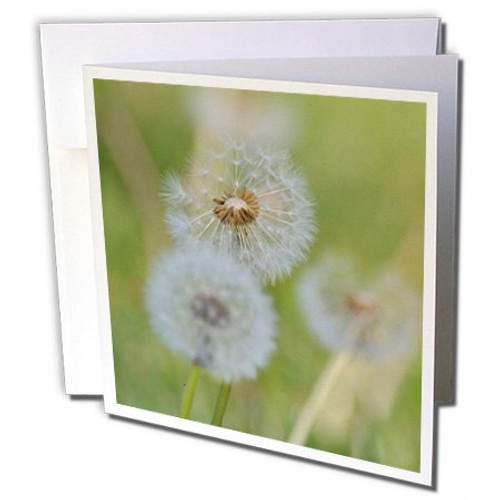 3dRose Dandelions in Spring, Greeting Cards, Set of 6 (gc_192851_1) 3dRose Dandelions in Spring, Greeting Cards, Set of 6 (gc_192851_1)
