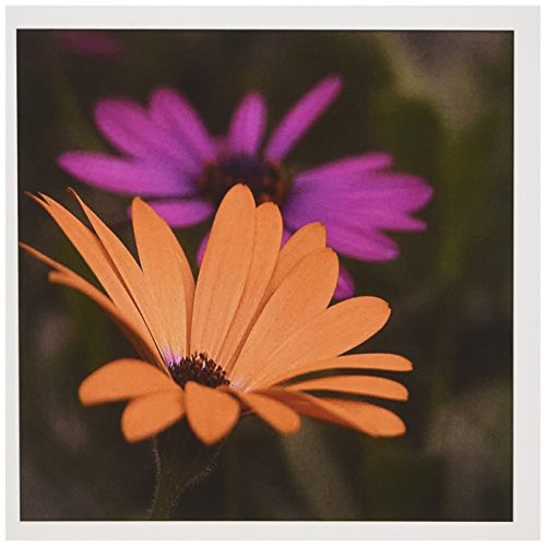 3dRose Pink and Orange Gerber Daisies - Greeting Cards, 6 x 6 inches, set of 6 (gc_17514_1)