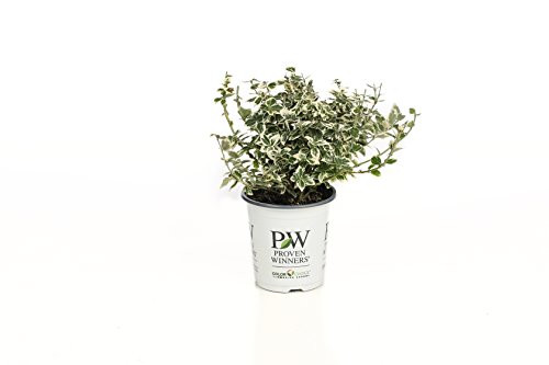 4.5 in. qt. White Album Wintercreeper (Euonymus) Live Shrub, Green and White Foliage