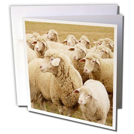 3dRose Sweet Sheep- Herds- Animals - Greeting Cards, 6 x 6 inches, set of 12 (gc_79142_2)