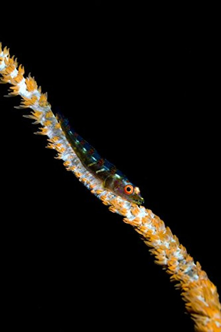 Posterazzi Poster Print Collection Large Whip Goby Milne Bay Papua New Guinea Bruce Shafer/Stocktrek Images, (11 x 17), Multicolored