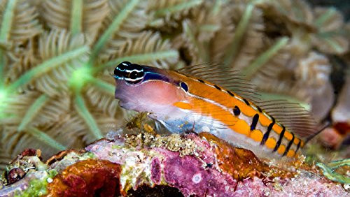 Posterazzi Poster Print Collection Clown Blenny Ireland Papua New Guinea Bruce Shafer/Stocktrek Images, (17 x 11), Multicolored
