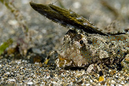Posterazzi Poster Print Collection Fingered Dragonet Milne Bay Papua New Guinea Bruce Shafer/Stocktrek Images, (17 x 11), Multicolored