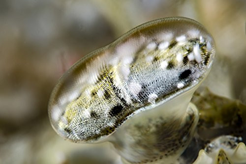 Posterazzi Poster Print Collection Eye Close-up of on a Mantis Shrimp Ireland Papua New Guinea Bruce Shafer/Stocktrek Images, (17 x 11), Multicolored