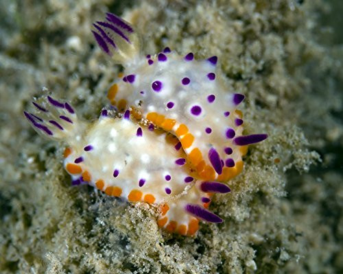 Posterazzi Poster Print Collection Mexichromis Species Nudibranch Papua New Guinea Bruce Shafer/Stocktrek Images, (17 x 11), Multicolored
