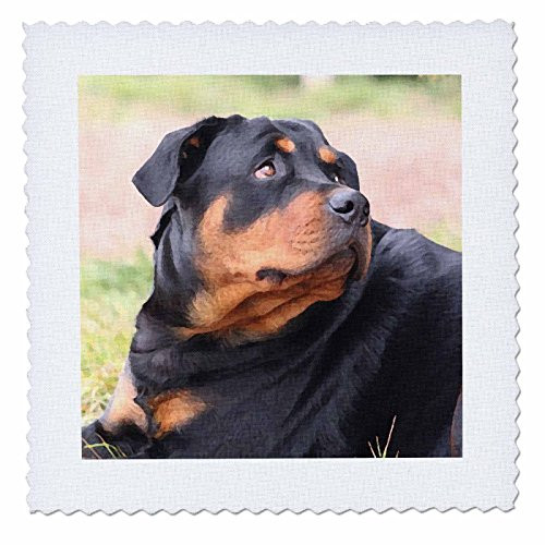 3dRose qs_4370_5 Rottweiler-Quilt Square, 14 by 14-Inch