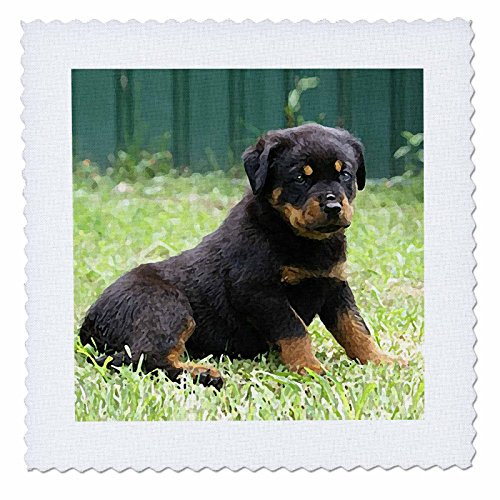 3dRose qs_4340_5 Rottweiler Puppy-Quilt Square, 14 by 14-Inch