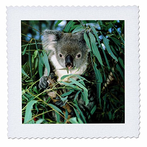 3dRose qs_70239_5 Australia, Rockhampton, Koala Bear, Eucalyptus-Au01 Cmi0026-Cindy Miller Hopkins-Quilt Square, 14 by 14-Inch