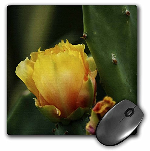 3dRose LLC 8 x 8 x 0.25 Inches Yellow Cactus Flower Mouse Pad (mp_59825_1)