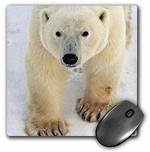 3dRose LLC 8 x 8 x 0.25 Inches Mouse Pad, Polar Bear Close-Up (mp_10719_1)