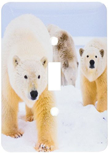 3dRose LLC 3dRose LLC lsp_87716_1 Polar bear Arctic National Wildlife Refuge Alaska - US02 SKA3636 - Steve Kazlowski - Single Toggle Switch
