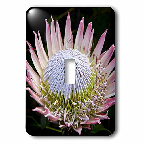 3dRose lsp_72159_1 Flowers, Kirstenbosch Gardens, South Africa Single Toggle Switch